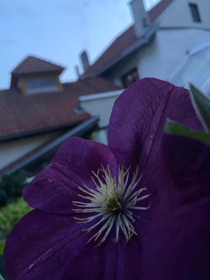 Gasthof Zum Mohrn Oberwoelz Stadt Eksteriør billede